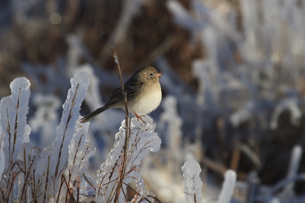 Photo Nature bifurquer neige hiver