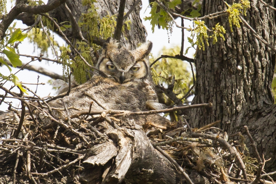 Branch wildlife owl fauna