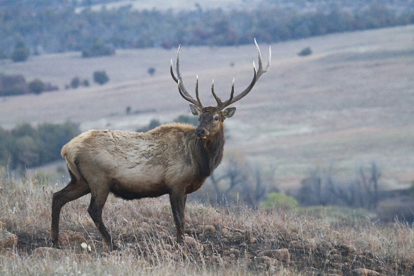 Prairie wildlife deer mammal Photo