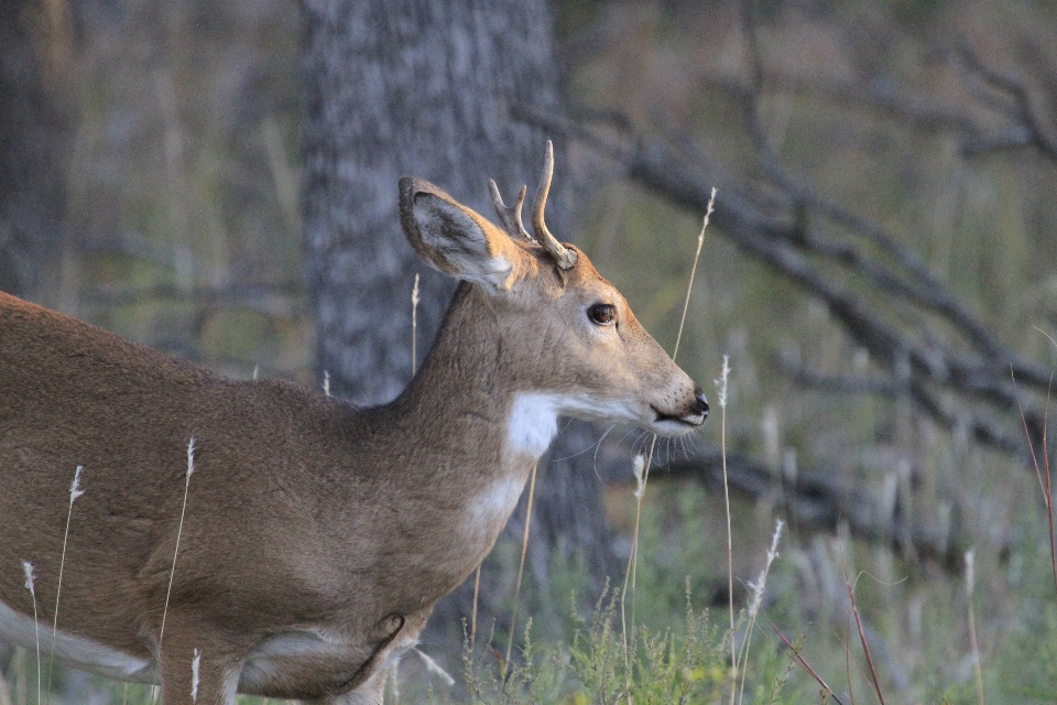 Wildlife deer mammal fauna