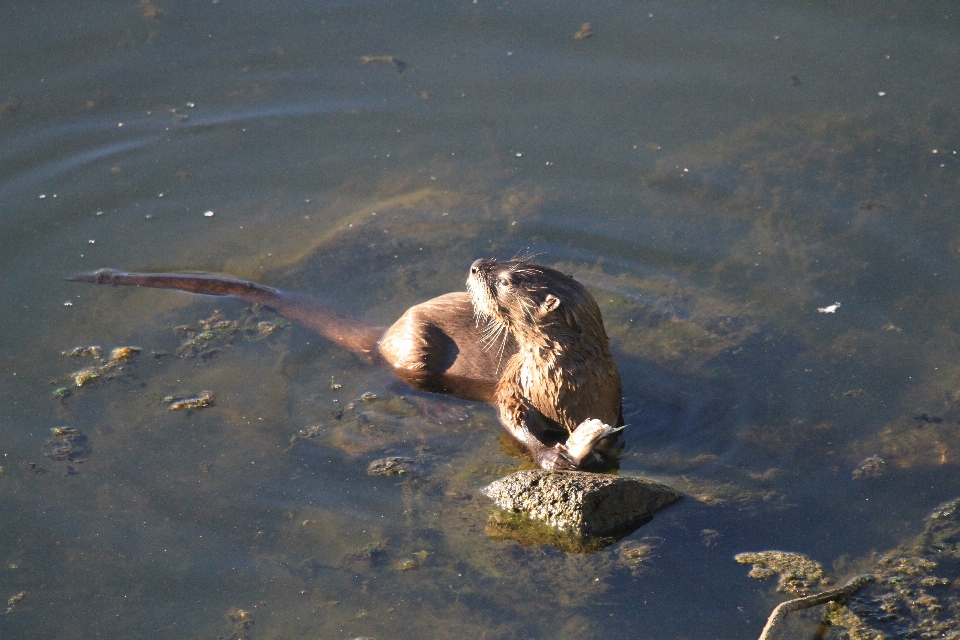 Meer wasser natur vogel