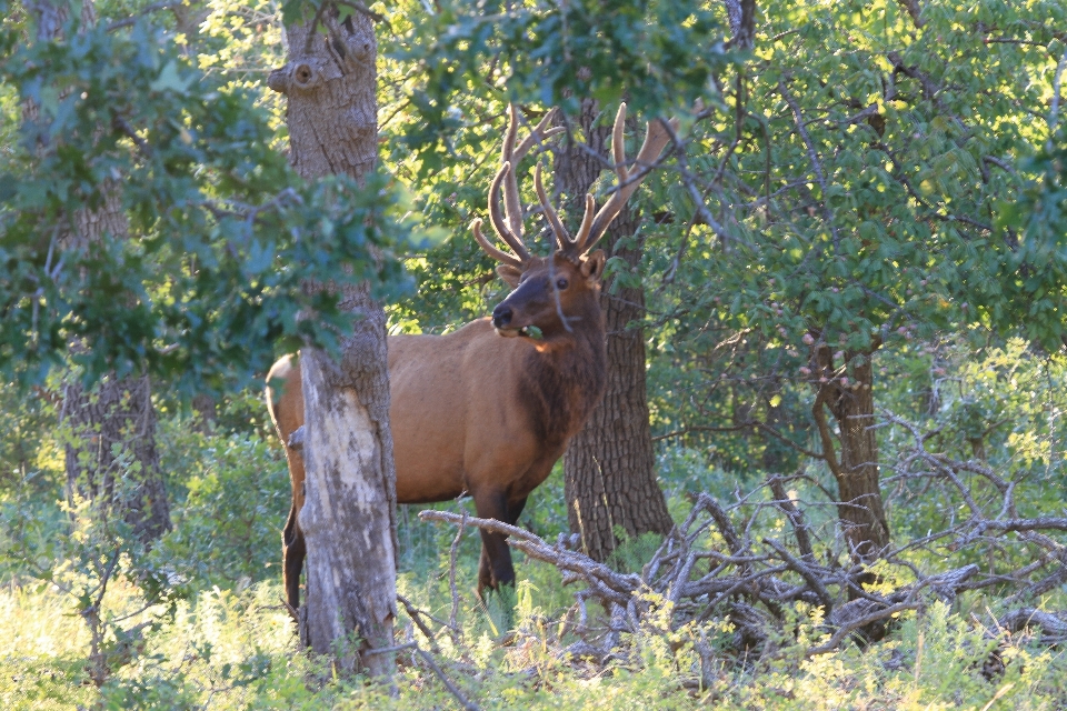 Prairie wildlife deer mammal