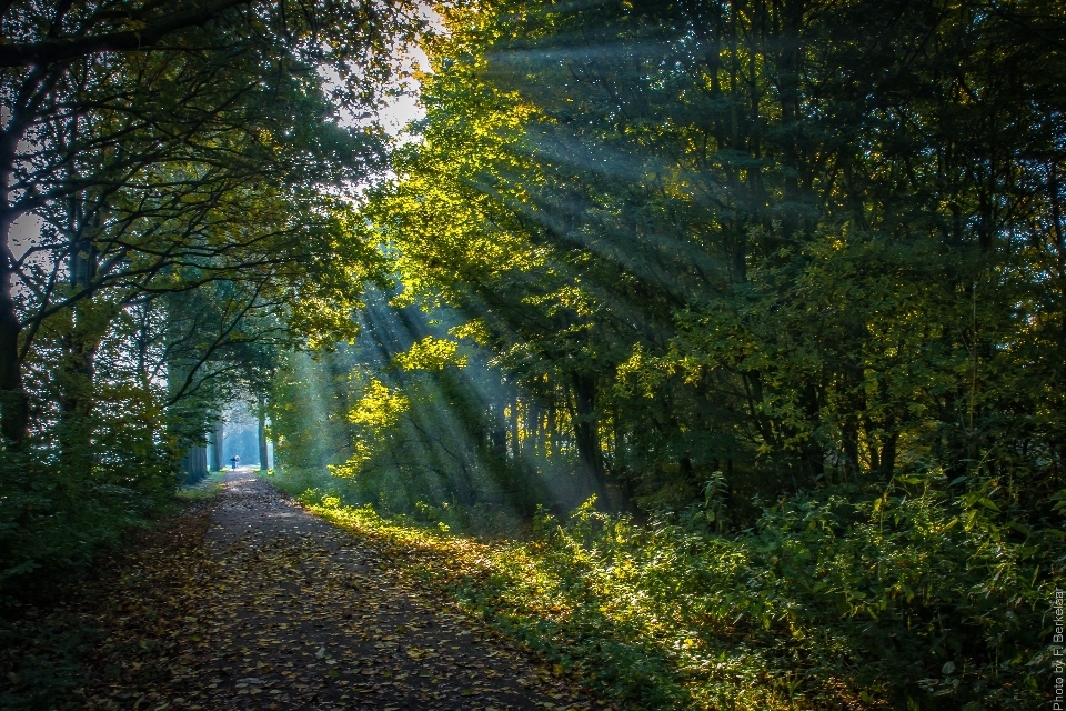 пейзаж дерево природа лес