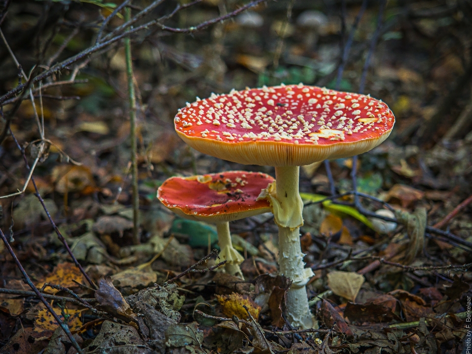 Landschaft natur wald blatt