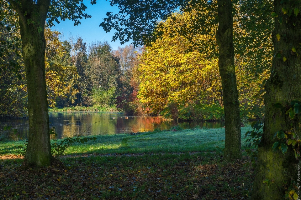 Paesaggio albero natura foresta