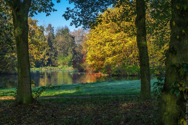 Landscape tree nature forest Photo