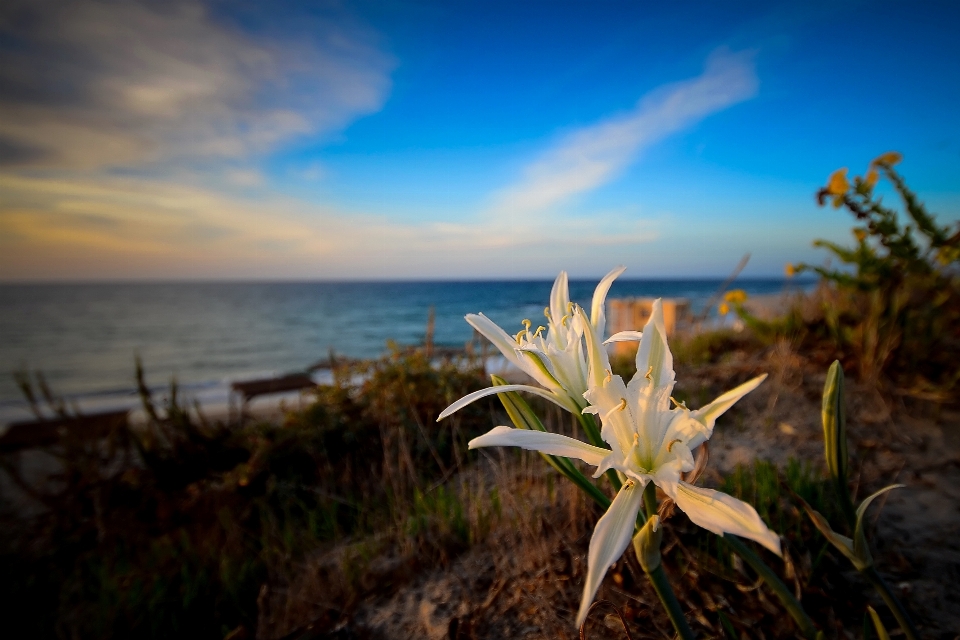 Beach sea coast nature