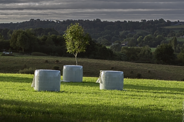 Landscape tree grass field Photo