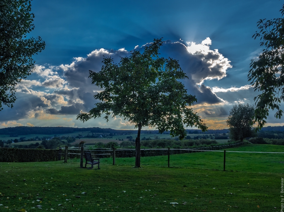 Landschaft baum natur gras