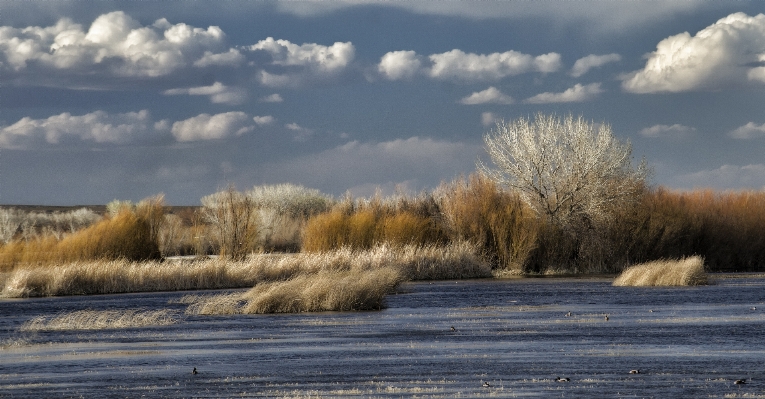 Landscape tree nature grass Photo