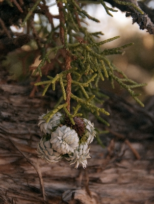 Tree nature forest branch Photo