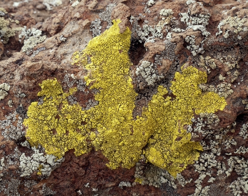 Tree nature rock plant Photo