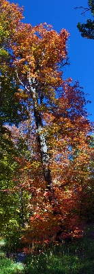 Tree nature forest branch Photo