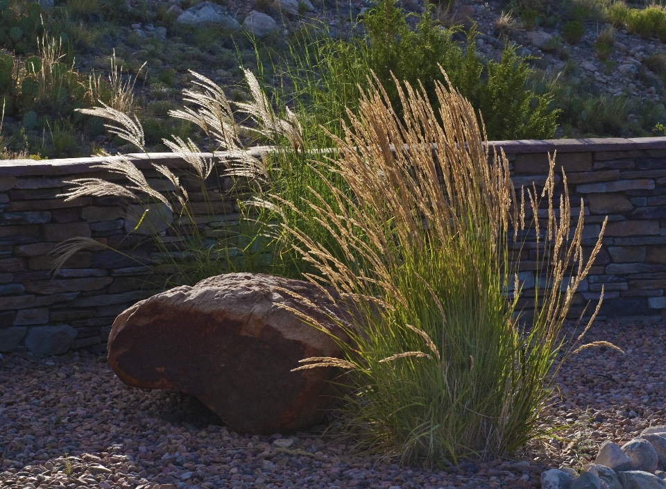 Paysage herbe rock pelouse