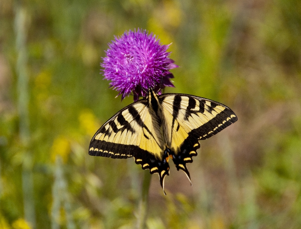 Natura zakład pole łąka
