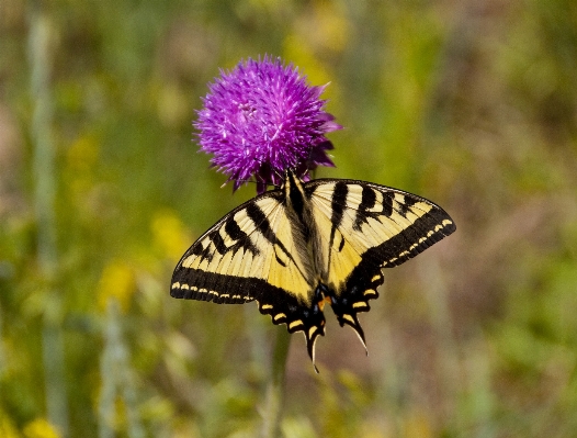 Foto Natureza plantar campo prado
