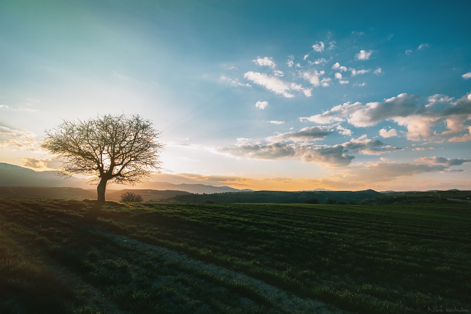 Landscape tree nature grass