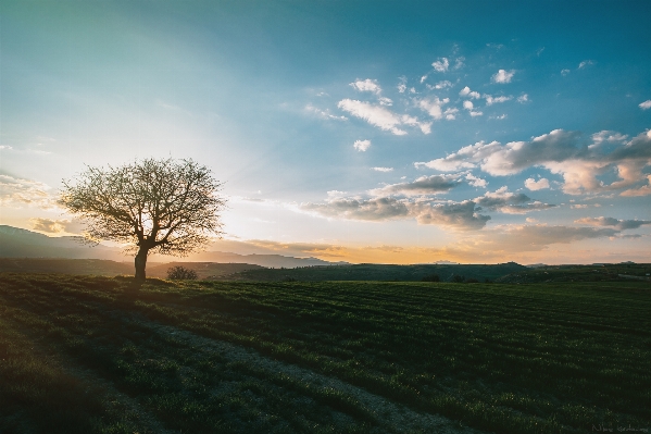 Landscape tree nature grass Photo