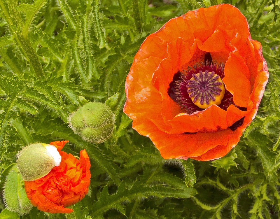 Usine fleur pétale produire