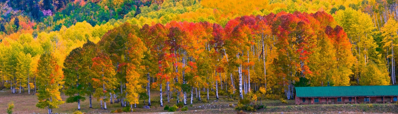 Tree forest plant meadow Photo