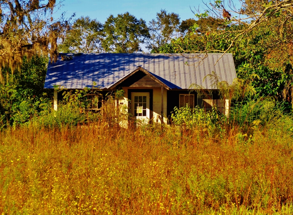 Krajobraz drzewo natura las