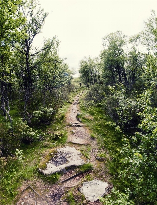 Tree treeline nature forest Photo