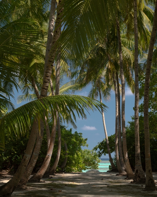 Praia árvore floresta plantar