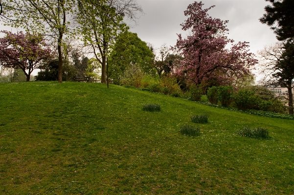 Landschaft baum natur gras Foto