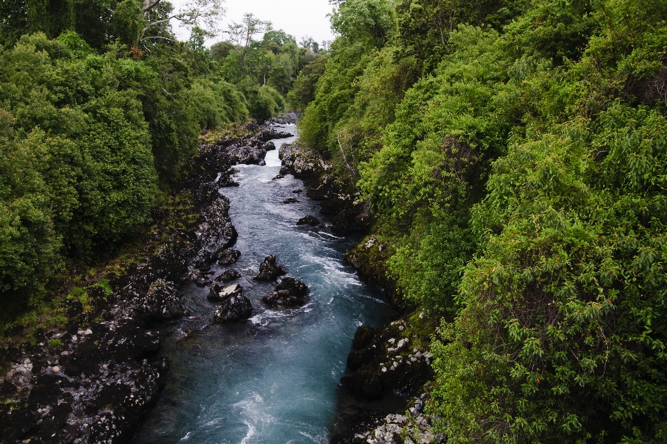 árbol agua naturaleza bosque