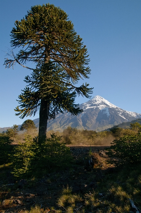 Landscape tree nature forest