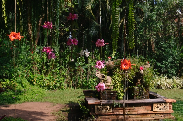 植物 花 池 裏庭
 写真