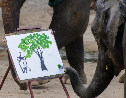 Zoo nikon elephant thailand Photo