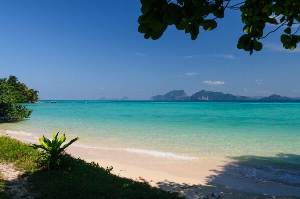 Beach sea coast tree Photo