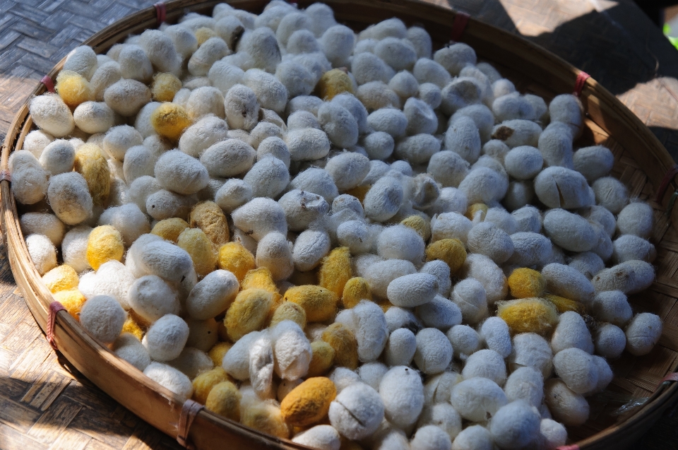 Tanaman buah piring makanan