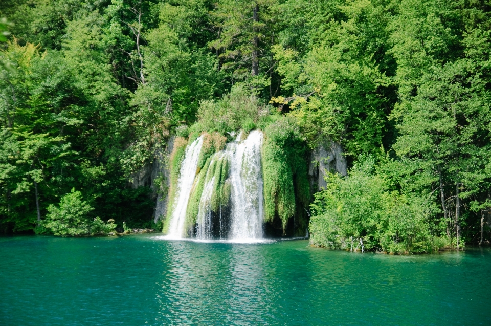 Tree water forest waterfall