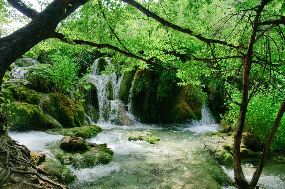 Tree forest waterfall flower