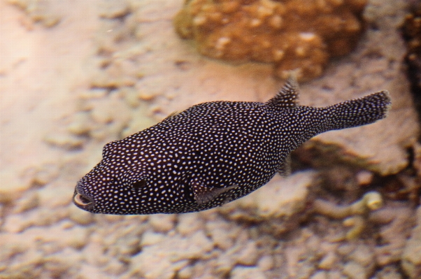 Underwater biology nikon fish Photo