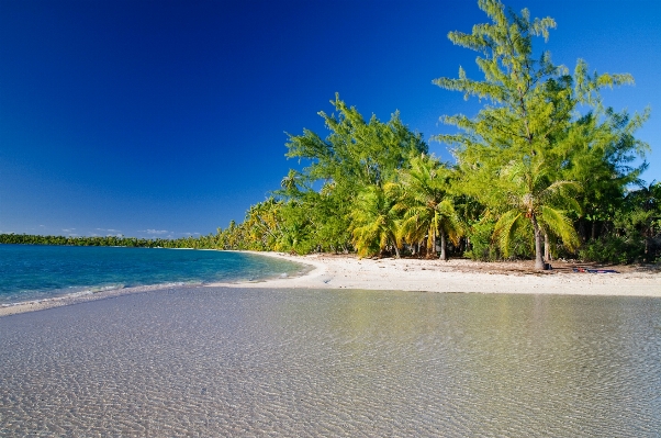 Beach sea coast tree Photo