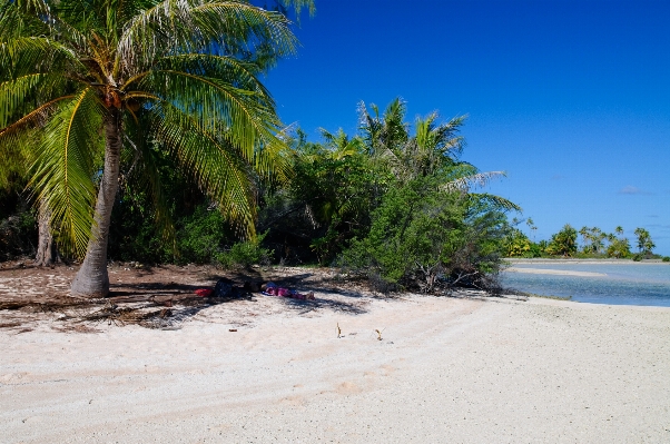 Beach sea coast tree Photo