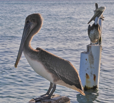 Bird pelican seabird wildlife Photo