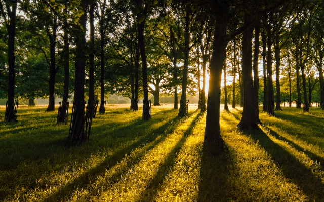 Landscape tree nature forest Photo