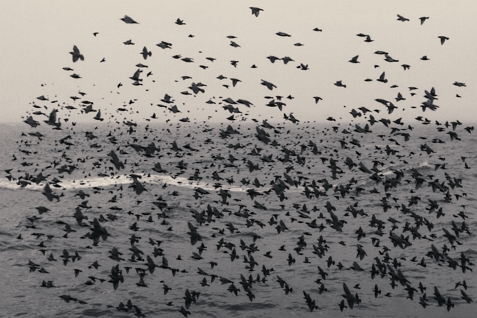 Laut alam bayangan hitam burung