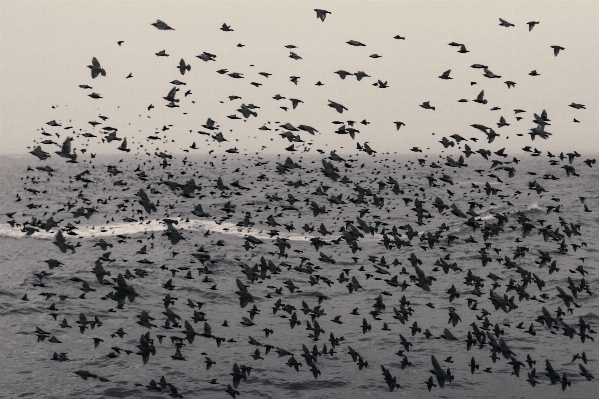 Foto Laut alam bayangan hitam burung