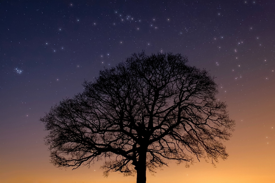 Tree nature outdoor silhouette