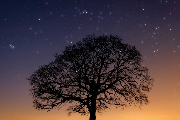 Tree nature outdoor silhouette Photo