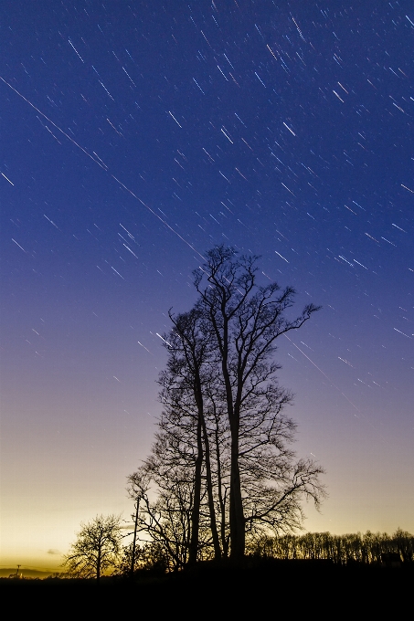 Baum baumgrenze
 horizont silhouette