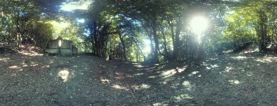 Albero natura foresta leggero