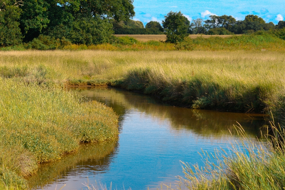 Wasser gras sumpf
 sumpf