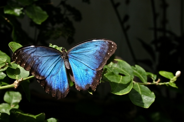 Nature wing leaf flower Photo