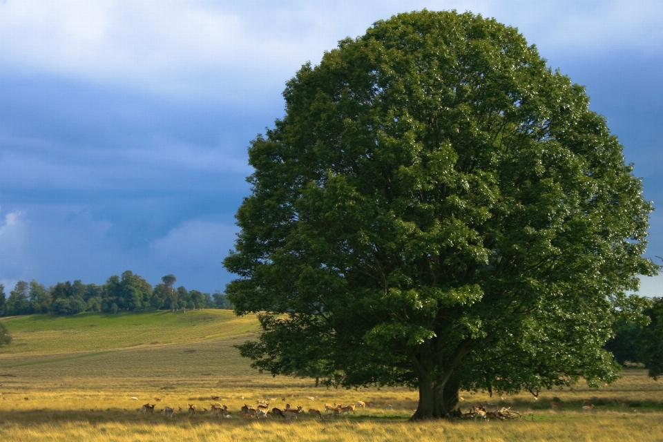 Landscape tree plant sky